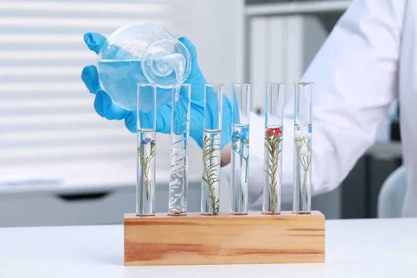 Scientist pouring water into test tube with plant at white table in laboratory, closeup