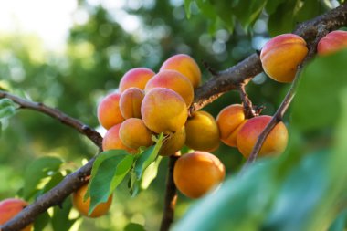 Açık havada tatlı olgun kayısıları olan ağaç dalı, yakın çekim manzarası.