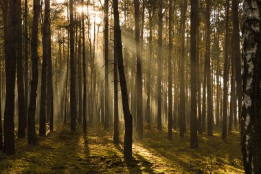 Ağaçların arasından parlayan güneş ışınlarıyla muhteşem orman manzarası