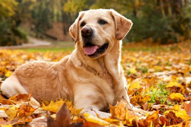Güneşli sonbahar parkında düşen yaprakların üzerindeki şirin Labrador Retriever köpeği.