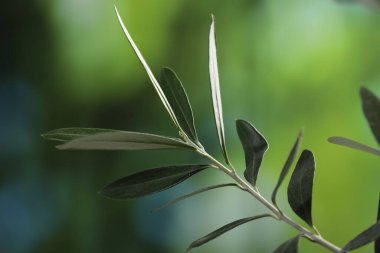 Taze yeşil yapraklı zeytin dalı. Arka planda bulanık. Yakın plan.