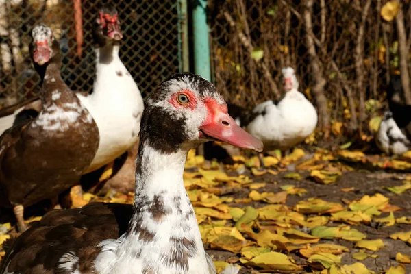 Muitos Patos Moscovo Quintal Dia Ensolarado Close Vida Rural — Fotografia de Stock