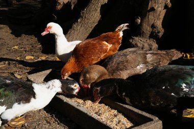 Güneşli bir günde çiftlikte beslenen güzel Muscovy ördekleri. Kırsal yaşam