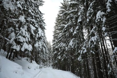 Kış günü karlı kozalaklı ormanın manzarası.