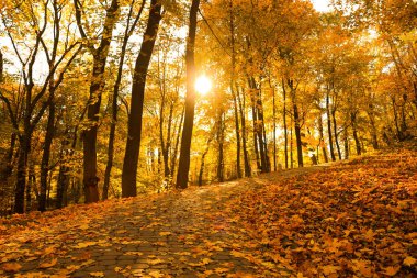 Güneşli bir günde parkta güzel sarı ağaçlar ve düşen yapraklar.