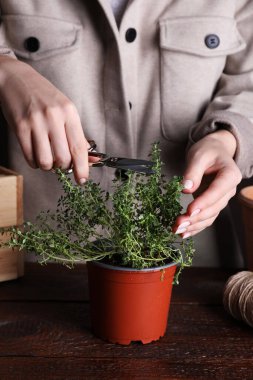 Ahşap masada aromatik kekik filizleri kesen kadın, yakın plan.