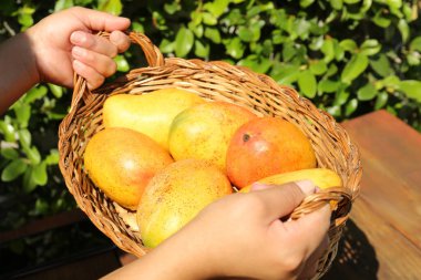 Hasır sepeti ve lezzetli mangoları olan bir kadın, yakın plan.