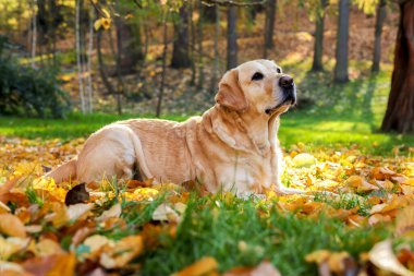 Güneşli sonbahar parkında düşen yaprakların üzerindeki şirin Labrador Retriever köpeği.