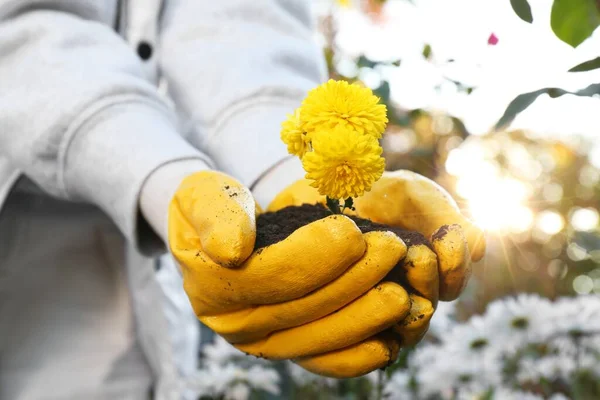 Woman in gardening gloves holding pile of soil with flowers outdoors, closeup