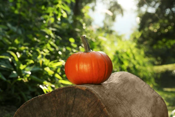 One orange pumpkin on log in garden