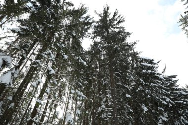 Kış günü karlı kozalaklı ormanın manzarası. Düşük açı.