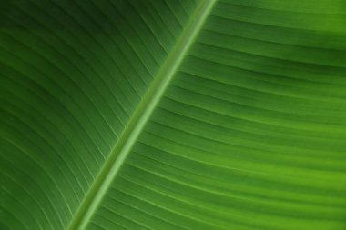 Arka plan olarak taze yeşil muz yaprağının yakın görüntüsü