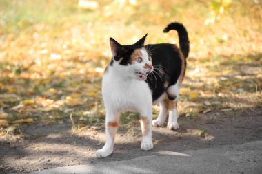 Yeşil çimlerin yanında yalnız bir sokak kedisi. Evsiz hayvan