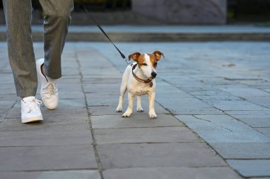 Şehir caddesinde Jack Russell Terrier 'ı olan adam, yakın plan. Köpek gezdirme