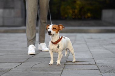 Şehir caddesinde Jack Russell Terrier 'ı olan adam, yakın plan. Köpek gezdirme