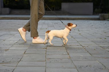 Şehir caddesinde Jack Russell Terrier 'ı olan adam, yakın plan. Köpek gezdirme