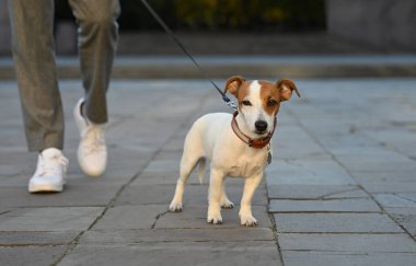 Şehir caddesinde Jack Russell Terrier 'ı olan adam, yakın plan. Köpek gezdirme