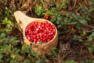 Açık havada bir sürü olgun yaban mersini var.