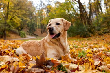 Güneşli sonbahar parkında düşen yaprakların üzerindeki şirin Labrador Retriever köpeği.
