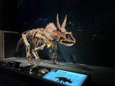 Leiden, Hollanda - 18 Haziran 2022: Triceratops 'un Naturalis Biyolojik Çeşitlilik Merkezi' ndeki iskeleti
