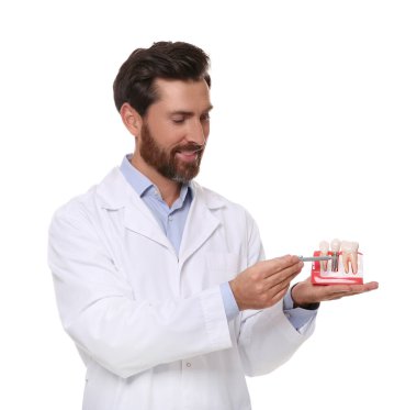 Diş hekimi beyaz arka planda diş implantının eğitim modelini tutuyor