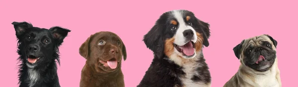 Happy pets. Adorable dogs smiling on pink background, banner design. Chocolate Labrador Retriever and Bernese Mountain Dog puppies, Pug, mongrel