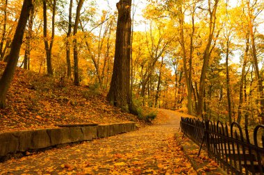 Güzel sarı ağaçlar ve parktaki asfalt yollar.