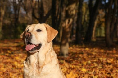 Güneşli sonbahar parkında şirin Labrador Retriever köpeği. Metin için boşluk