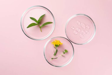 Pembe arka planda farklı bitkiler ve kozmetik ürünleri içeren petri kapları düz.