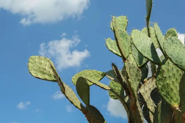Beautiful prickly pear cactus growing against blue sky