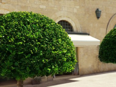 Şehirde mağazaya yakın güzel ağaçlar, metin için yer
