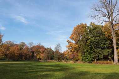 Güneşli bir günde güzel ağaçların ve yeşil çimlerin olduğu resim gibi bir park manzarası. Sonbahar mevsimi