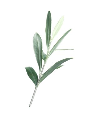 Beyaz arka planda taze yeşil yapraklı zeytin dalı