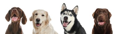 Mutlu hayvanlar. Beyaz arka planda gülümseyen sevimli köpekler, afiş tasarımı. Çikolata Labrador Retriever, Sibirya Husky, Alman Shorthaired Pointer ve Golden Retriever