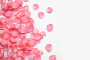 Beyaz arka planda güzel pembe gül yaprakları, üst manzara.