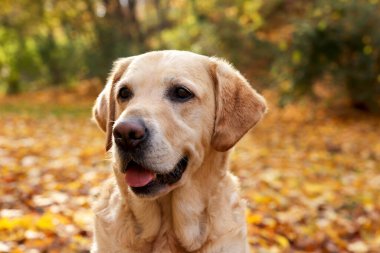 Güneşli sonbahar parkında şirin Labrador Retriever köpeği, yakın plan.