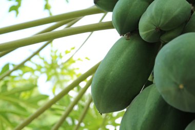Açık havada ağaçta yetişen olgunlaşmamış papaya meyveleri, yakın plan. Metin için boşluk