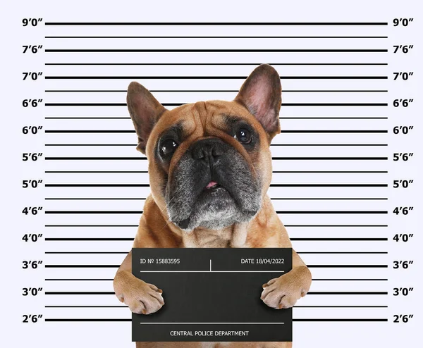 Arrested French bulldog with mugshot board against height chart. Fun photo of criminal