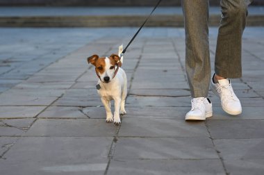 Şehir caddesinde Jack Russell Terrier 'ı olan adam, yakın plan. Köpek gezdirme