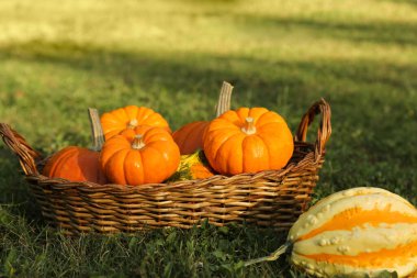 Taze olgun portakal kabakları yeşil çimlerde