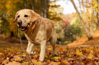 Güneşli sonbahar parkında oyuncak topu olan şirin Labrador Retriever köpeği. Metin için boşluk