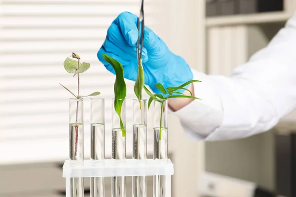 Scientist putting plant into test tube in laboratory, closeup
