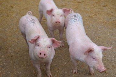 Çiftlikteki çayırlarda bir sürü şirin domuz