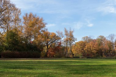 Güneşli bir günde güzel ağaçların ve yeşil çimlerin olduğu resim gibi bir park manzarası. Sonbahar mevsimi