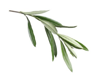 Beyaz arka planda taze yeşil yapraklı zeytin dalı