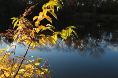 Sonbahar günü gölün ve ağaçların manzarası.