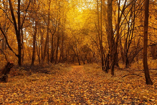 秋の公園には紅葉の美しい木や道がたくさんあります — ストック写真