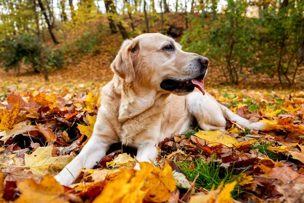 かわいいラブラドール秋の公園で落ちた葉の上に取得犬 — ストック写真