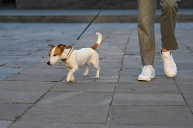 Şehir caddesinde Jack Russell Terrier 'ı olan adam, yakın plan. Köpek gezdirme