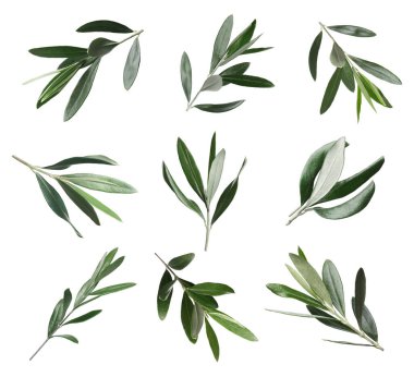 Beyaz arka planda taze yeşil yapraklı zeytin dalları.